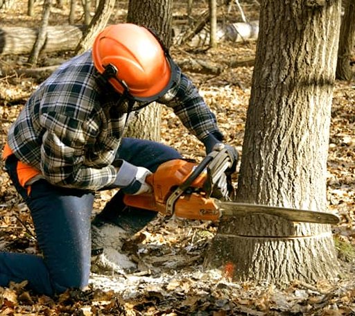 Tree Removal in Angola, LA